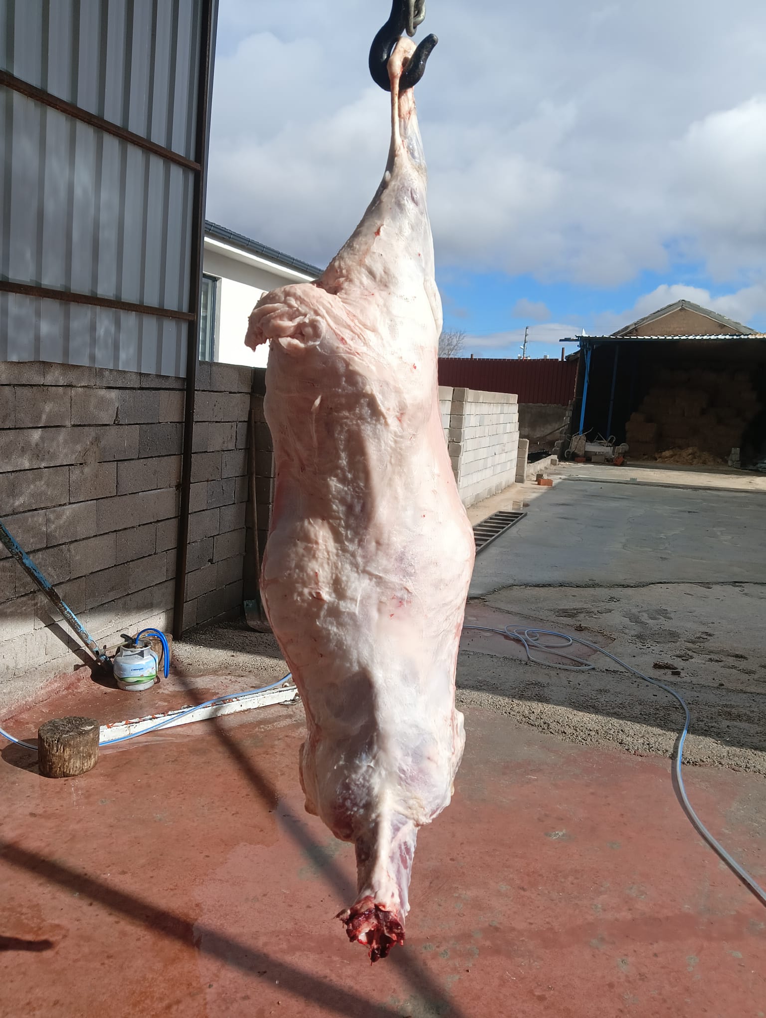 42 S Atalay Hayvancılık